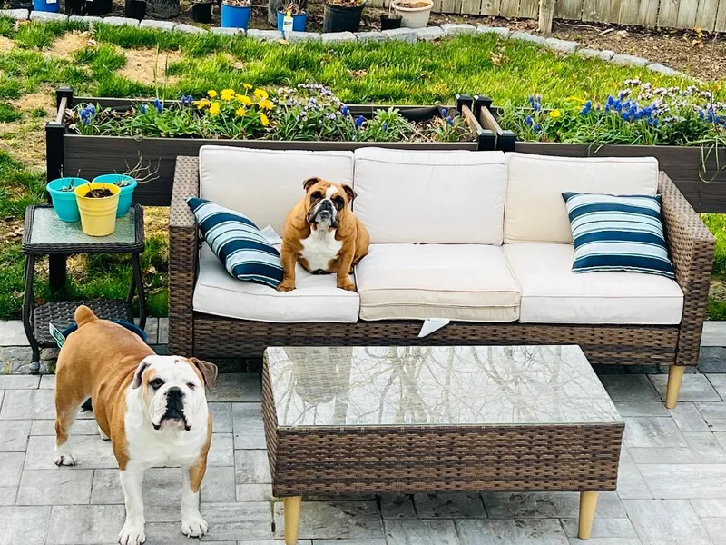 Cookie & Bruno thumbnail 4