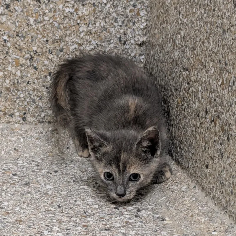A baby small-sized female Gray / Blue / Silver Domestic Short Hair cat named Ruffnut for adoption in Detroit Lakes, MN