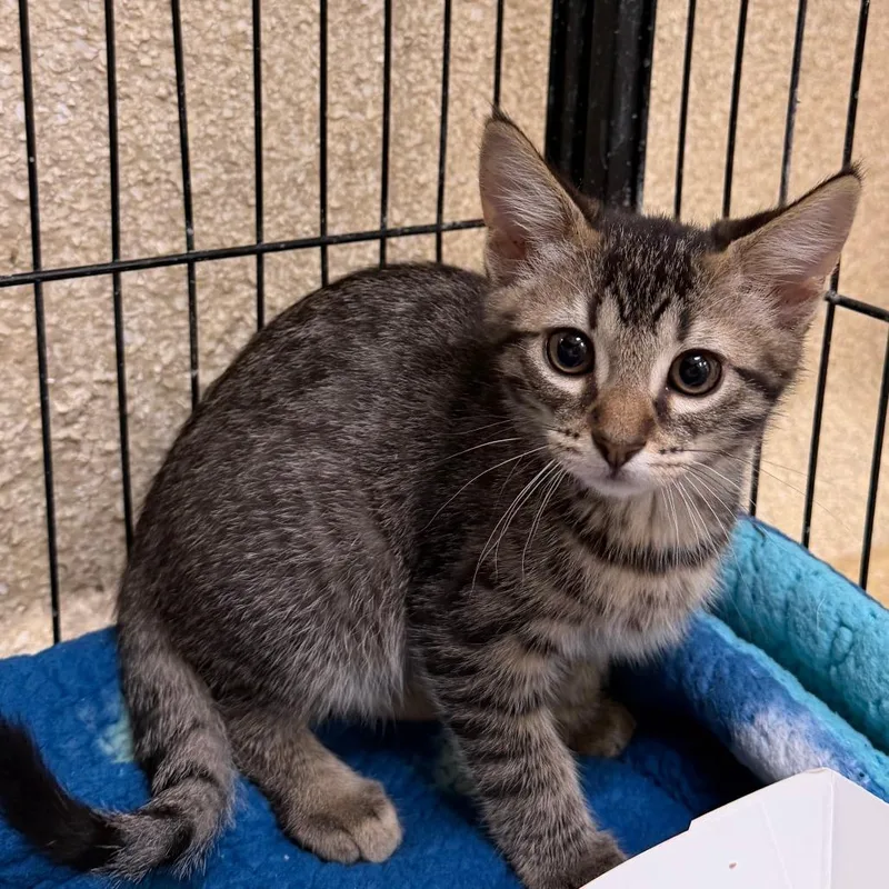 A baby small-sized female Brown / Chocolate Domestic Short Hair cat named Cheesesteak for adoption in Deerfield, IL