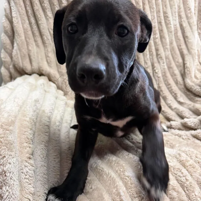 A baby small-sized female Black Mixed Breed dog named Twilight for adoption in Archbold , OH
