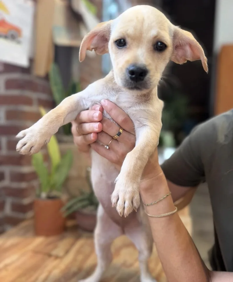 A baby small-sized female Terrier dog named Corvette for adoption in Pasadena, CA