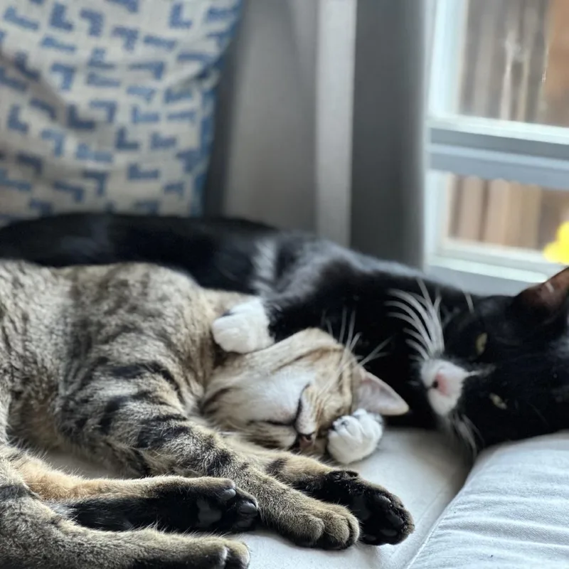 A young medium-sized male Gray / Blue / Silver Domestic Short Hair cat named Streudel for adoption in Washington, DC