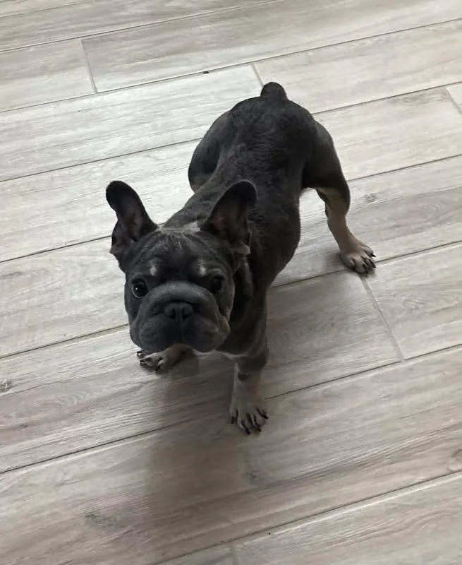 An adult medium-sized female French Bulldog dog named Kiki for adoption in PALM BAY, FL