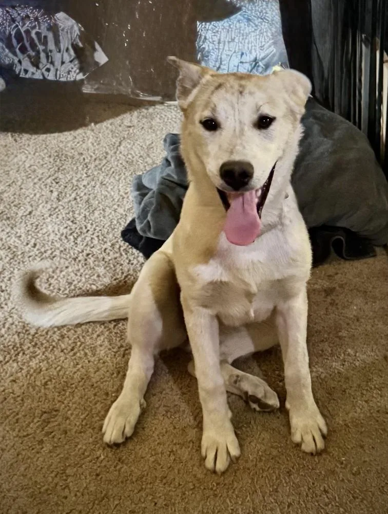 A young medium-sized female Siberian Husky dog named Bryn for adoption in Littleton, CO