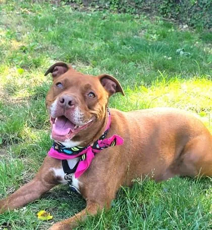 An adult large-sized female Mixed Breed dog named Phoebe for adoption in West Chester, PA