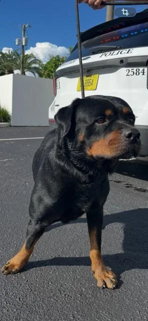 A young large-sized male Rottweiler dog named Sully for adoption in Miami, FL