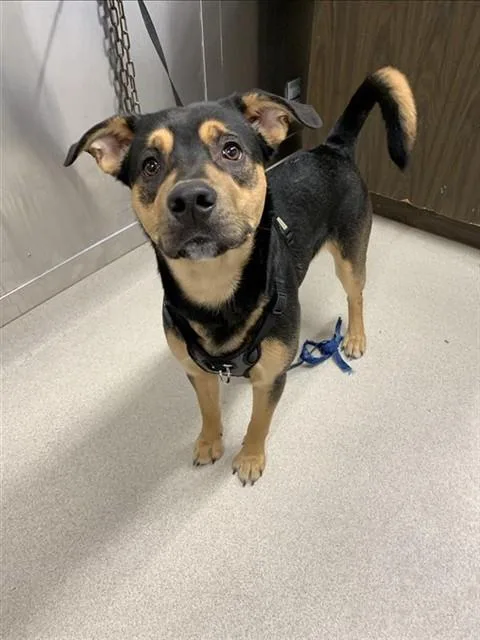 A young medium-sized male Rottweiler dog named Pork Chop for adoption in Fairbanks, AK