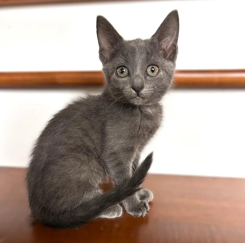 A baby medium-sized male Russian Blue cat named Periwinkle for adoption in Fort Myers, FL