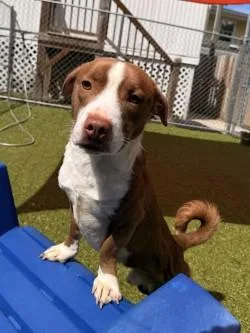 A young medium-sized male Mixed Breed dog named Deebo for adoption in Savannah, GA