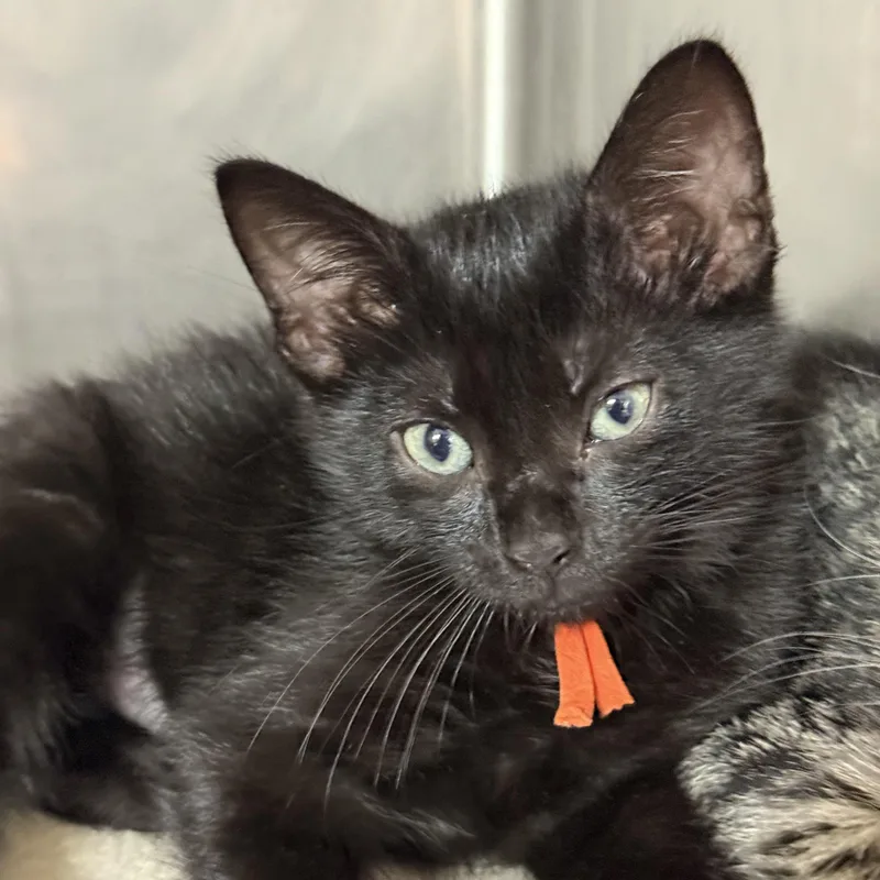A baby medium-sized female Black Domestic Short Hair cat named Peggy for adoption in Lauderhill, FL