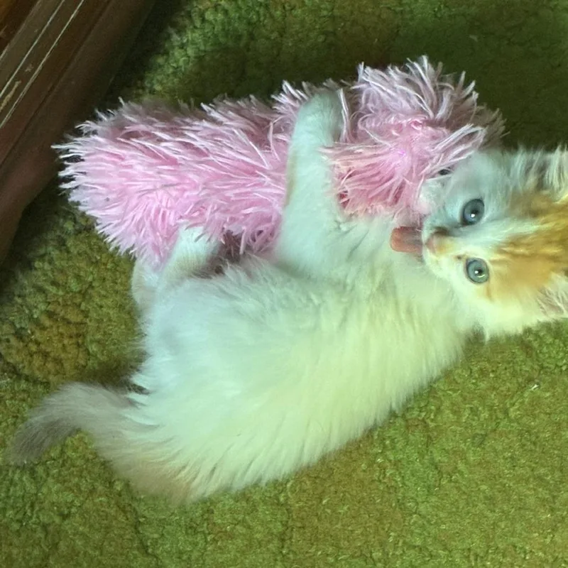 A baby small-sized male Domestic Long Hair cat named Flare for adoption in Easton, PA