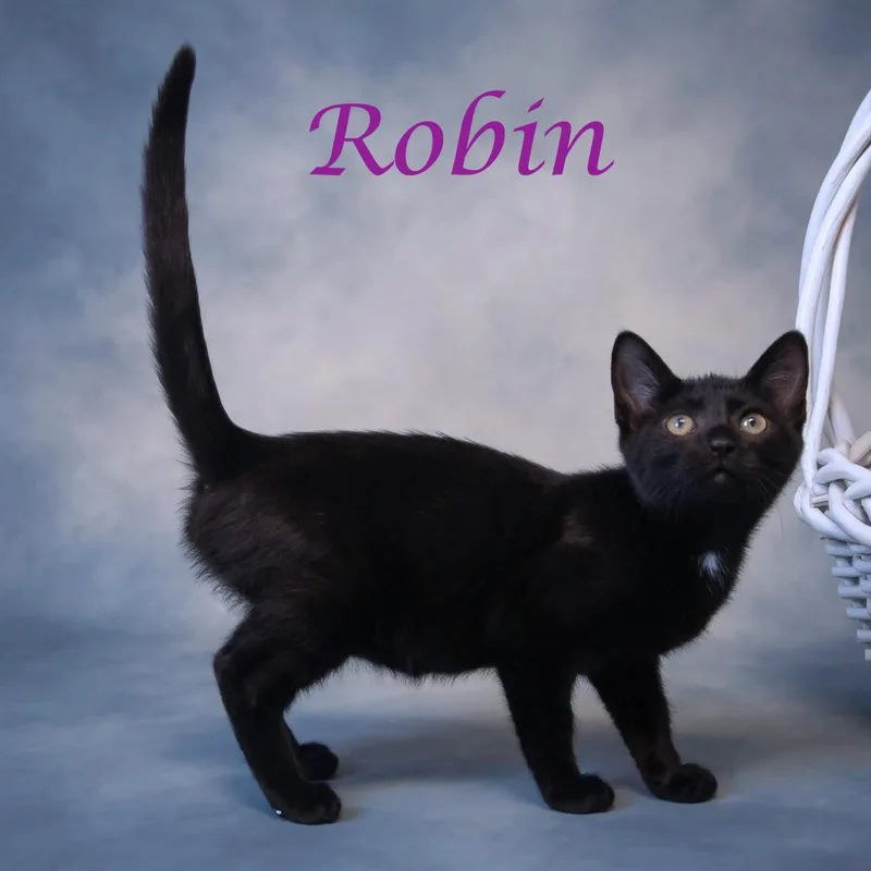 Robin C thumbnail 2
