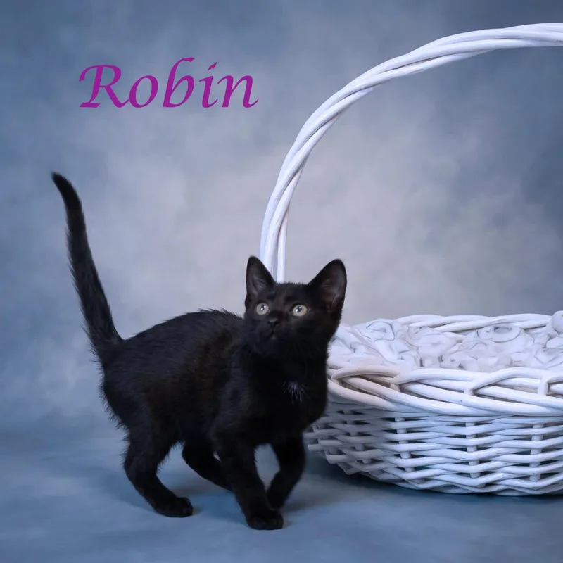 Robin C thumbnail 3
