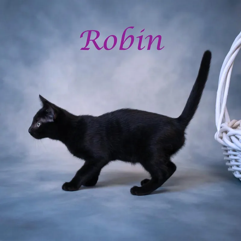 Robin C thumbnail 4