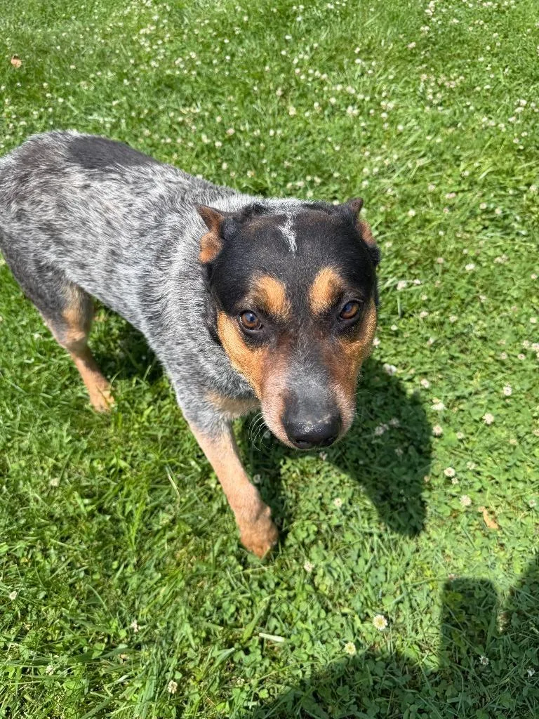 An adult medium-sized male Australian Cattle Dog / Blue Heeler dog named Sparky for adoption in Lagrange, IN
