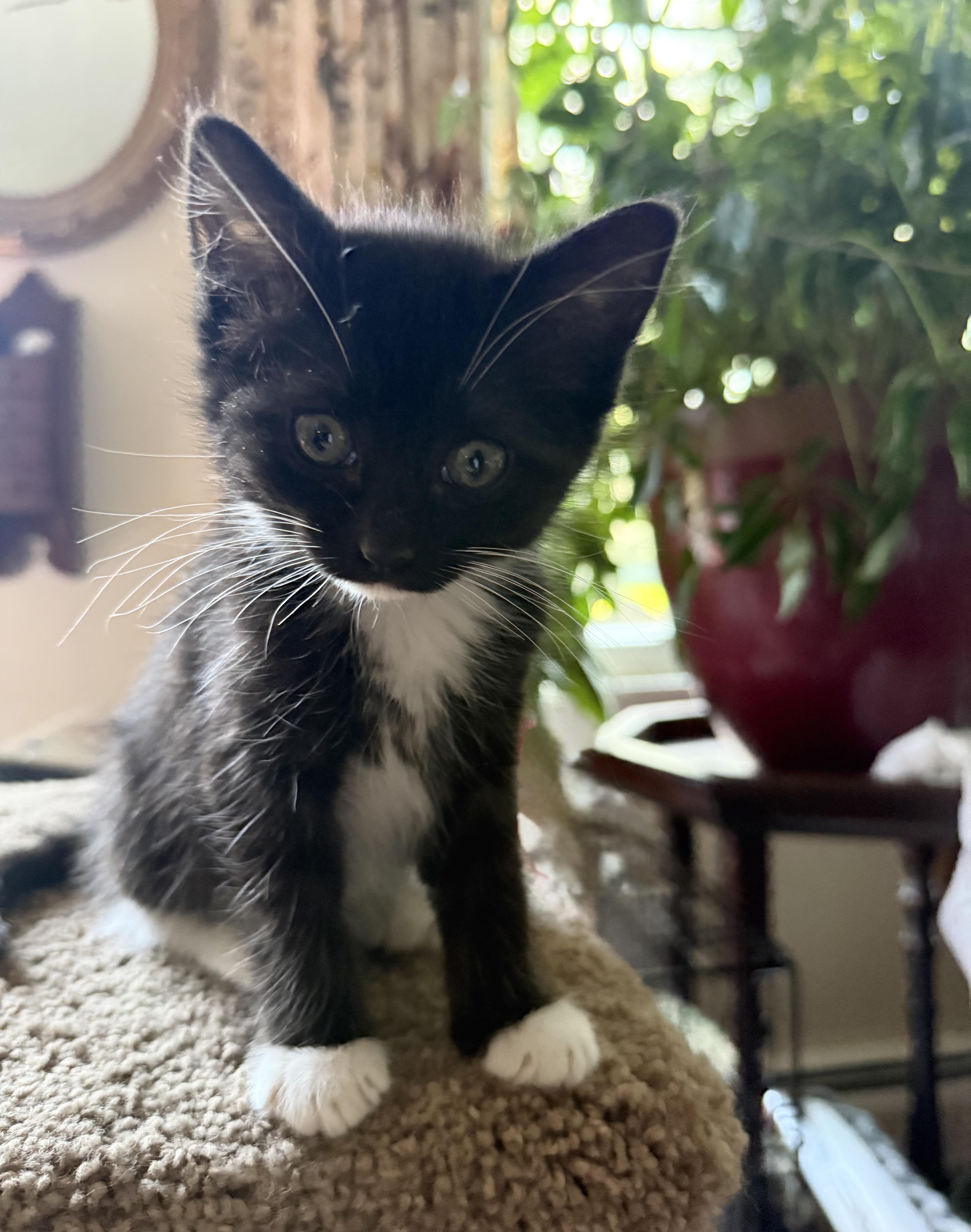 A baby medium-sized male Black & White / Tuxedo Domestic Short Hair cat named Cuddly Kitkat for adoption in Burlington, NC