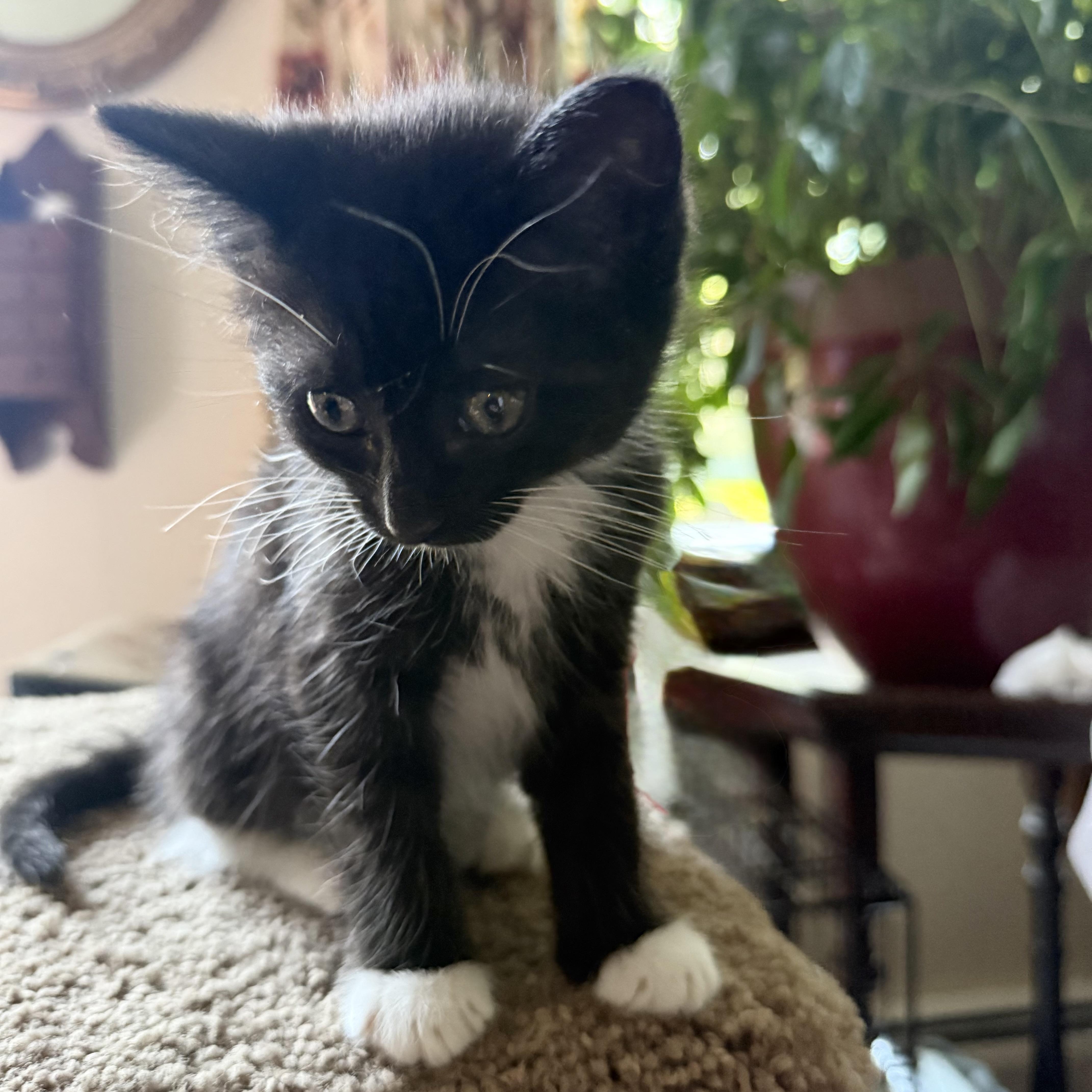 Cuddly Kitkat thumbnail 2