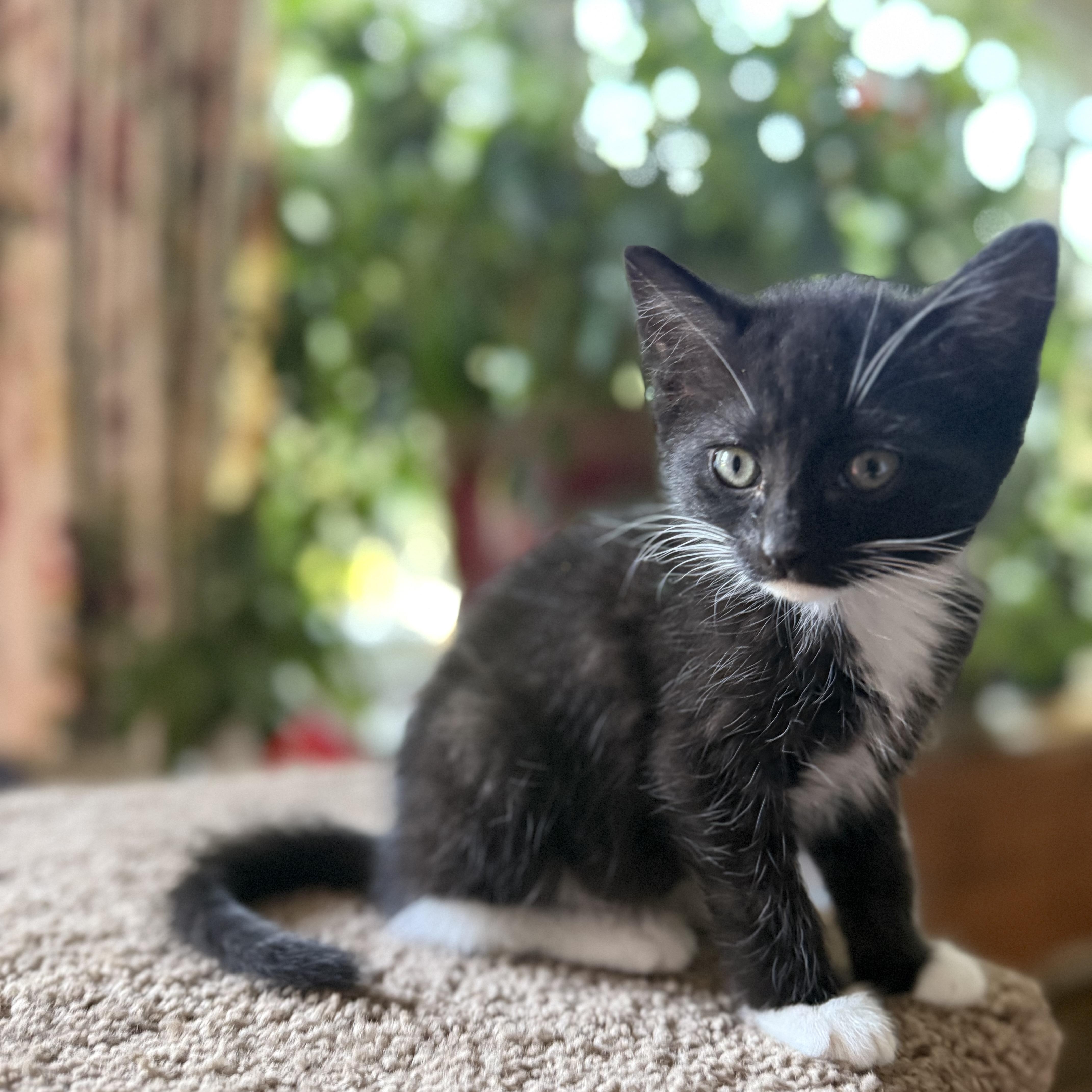 Cuddly Kitkat thumbnail 3