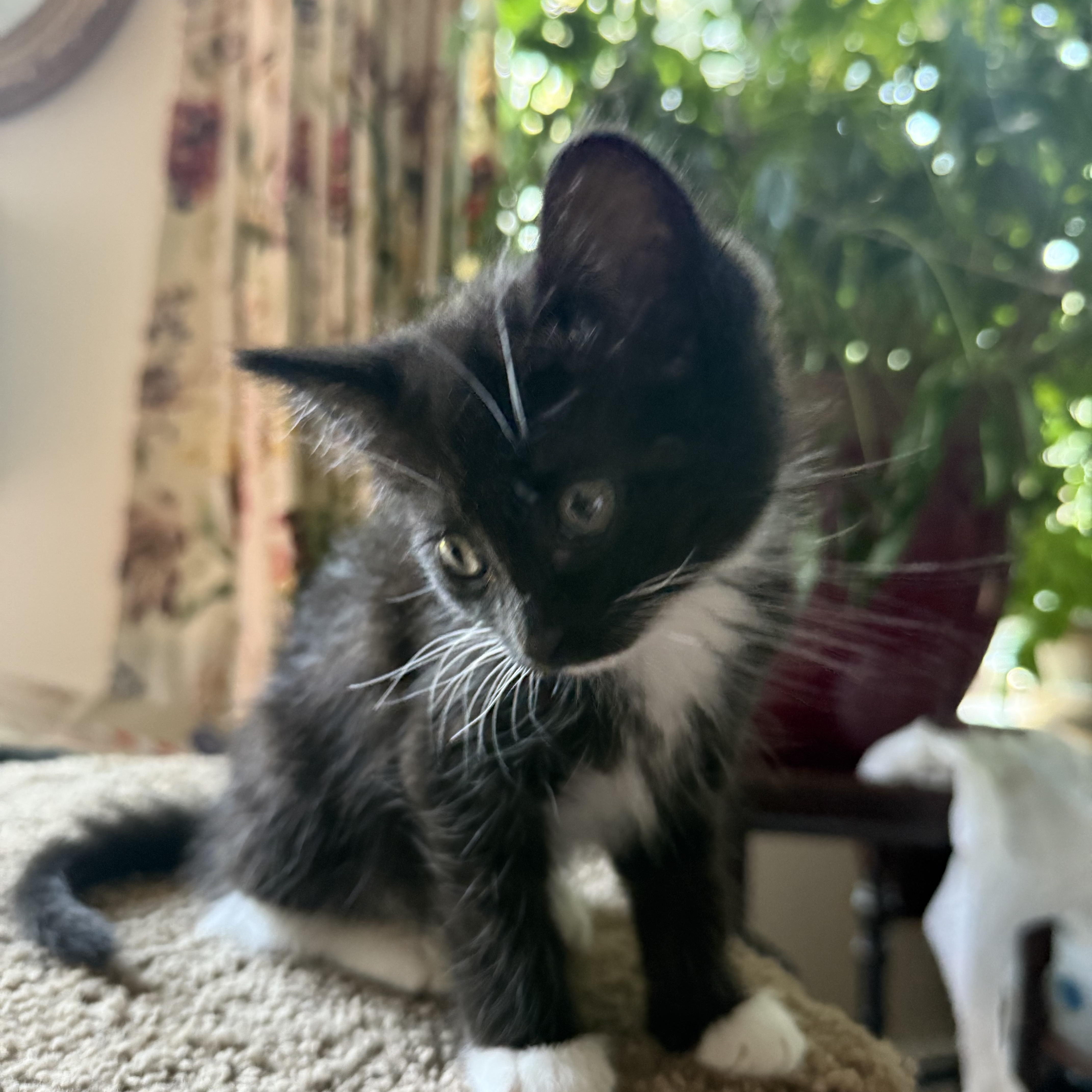 Cuddly Kitkat thumbnail 4