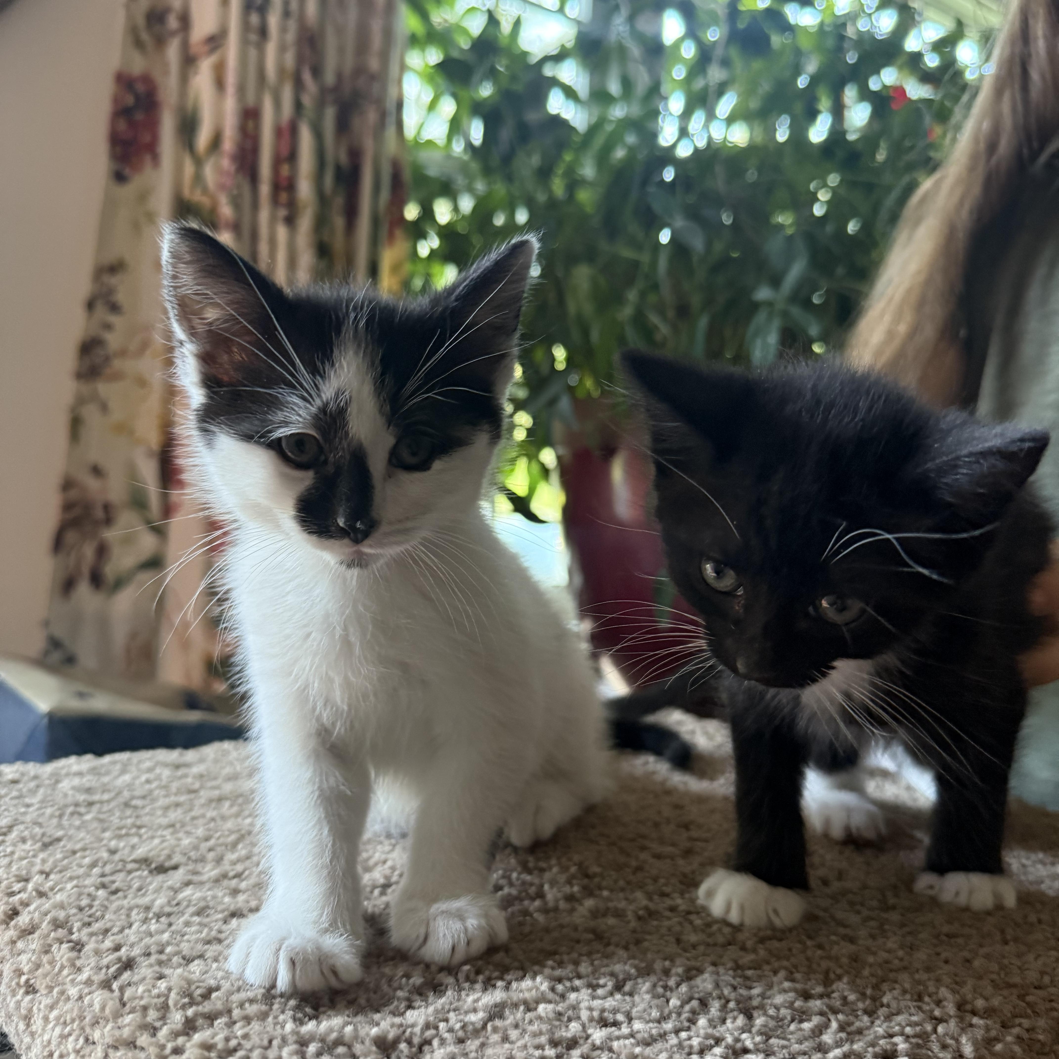 Cuddly Kitkat thumbnail 5