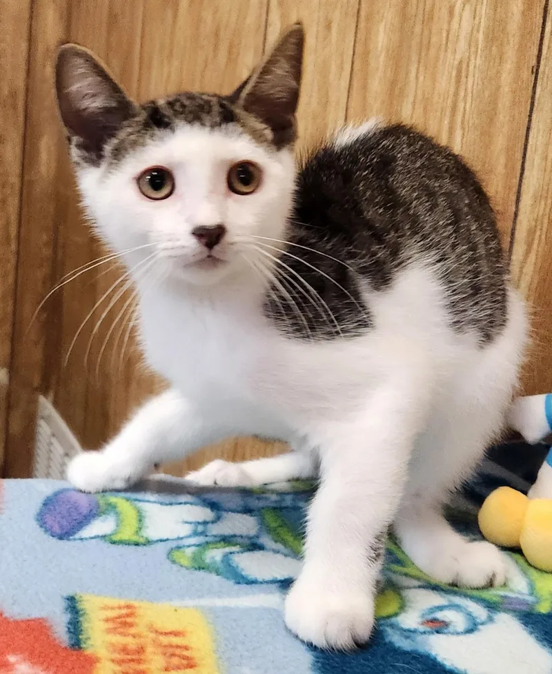 A baby medium-sized male Tabby (Tiger Striped) Domestic Short Hair cat named Peanut for adoption in Linden, NJ