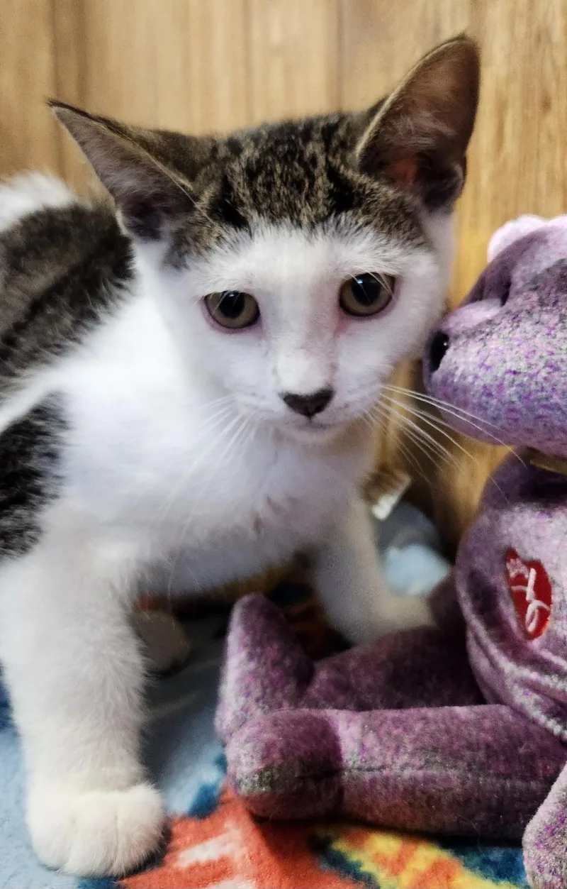 Peanut thumbnail 2