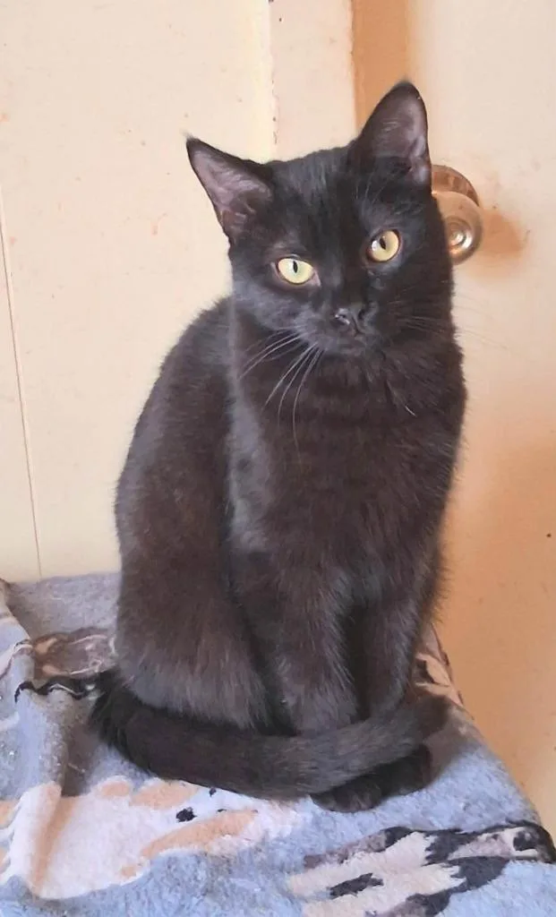 A baby medium-sized female Domestic Short Hair cat named Birdy for adoption in Rockford, IL