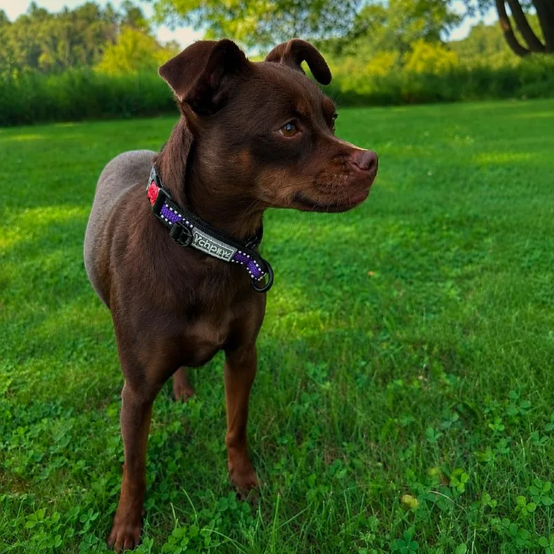 Zoey thumbnail 4