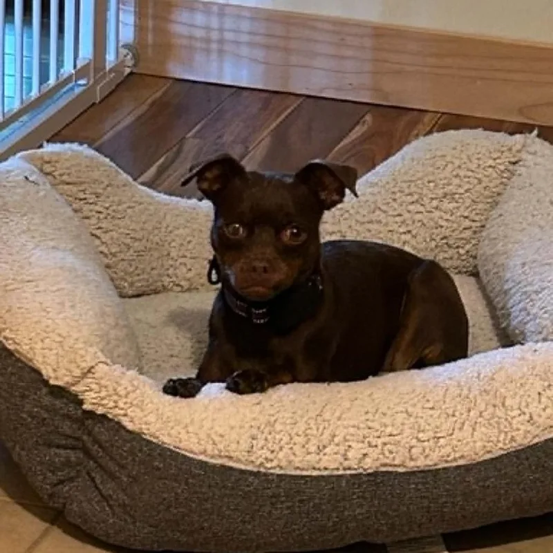 Zoey thumbnail 6