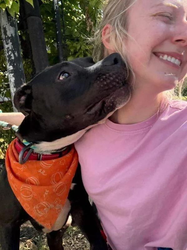 An adult medium-sized male Mixed Breed dog named Squire for adoption in Miamitown, OH