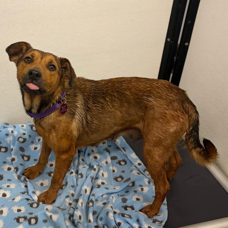 An adult medium-sized female Brown / Chocolate Miniature Dachshund dog named VeraMom for adoption in St. Peters, MO