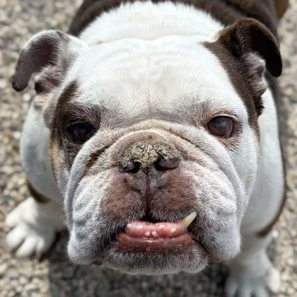 Mildred