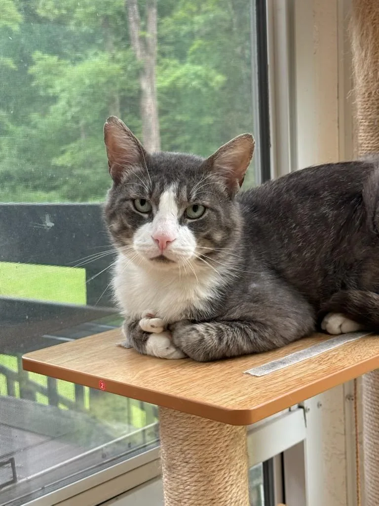 An adult large-sized male Tabby (Gray / Blue / Silver) Domestic Short Hair cat named Dmitri for adoption in Gaylordsville, CT