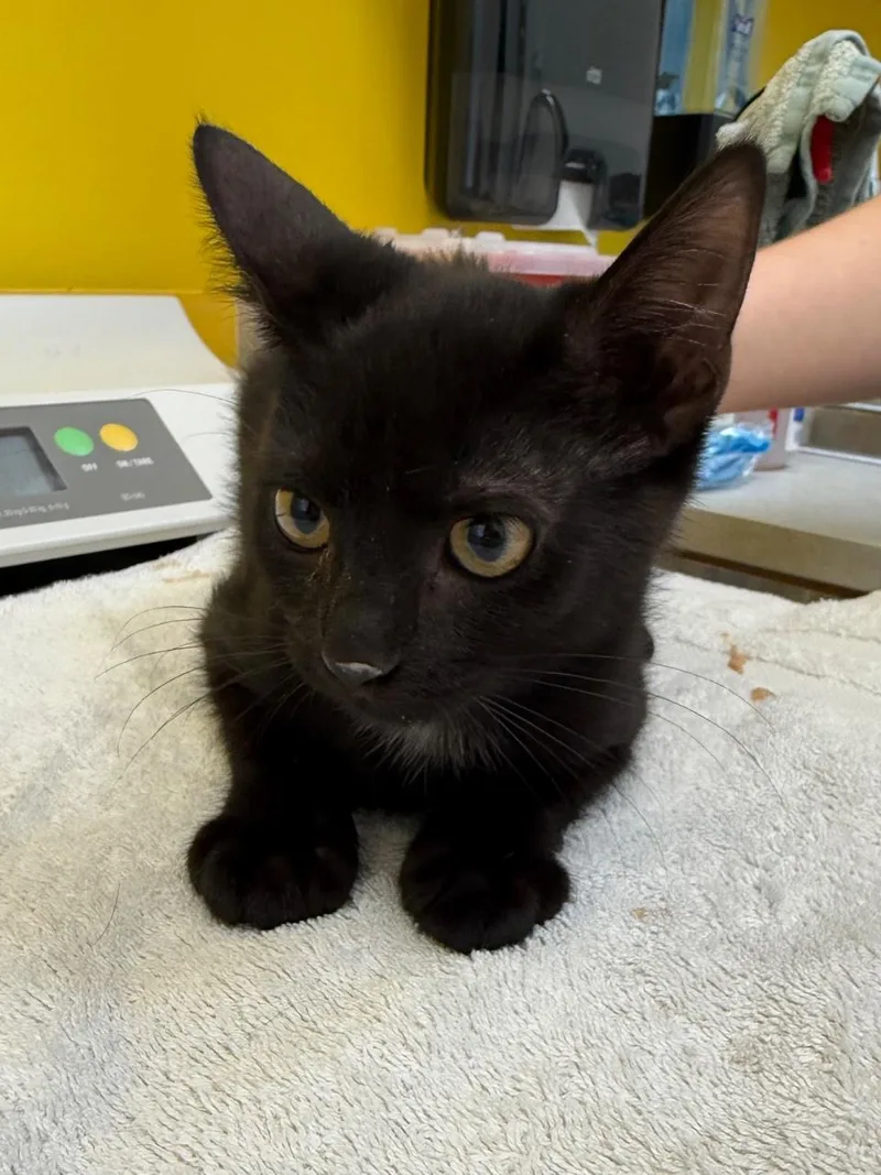 A baby small-sized male Black Domestic Short Hair cat named Cam for adoption in Raleigh, NC