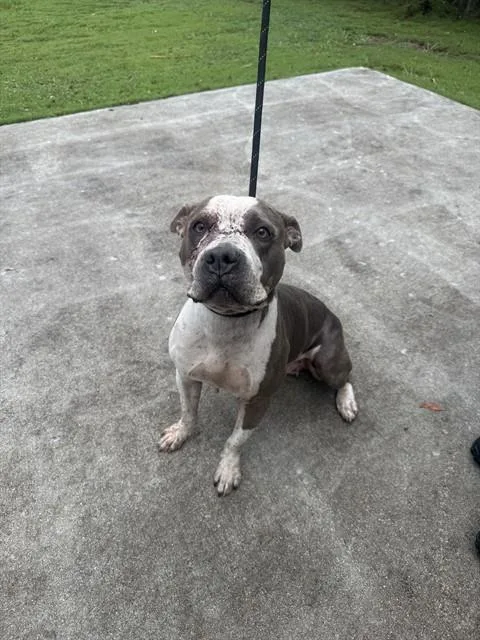 An adult large-sized female Terrier dog named Iggy for adoption in Miami, FL