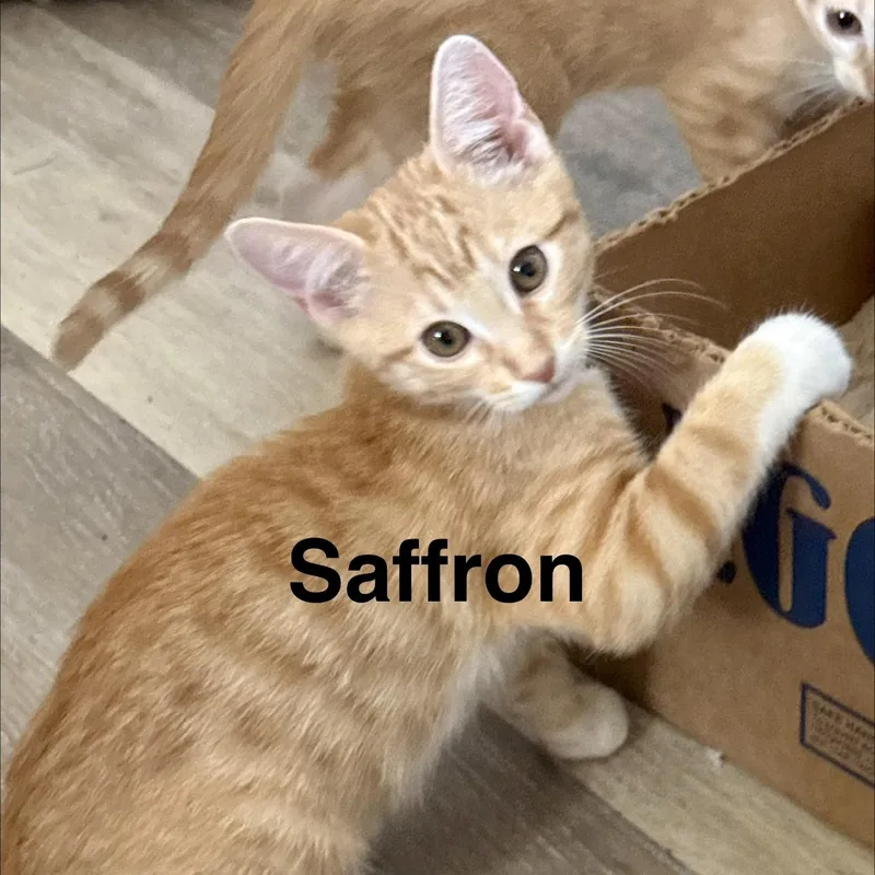 A baby small-sized male Domestic Short Hair cat named Saffron for adoption in Mesa, AZ