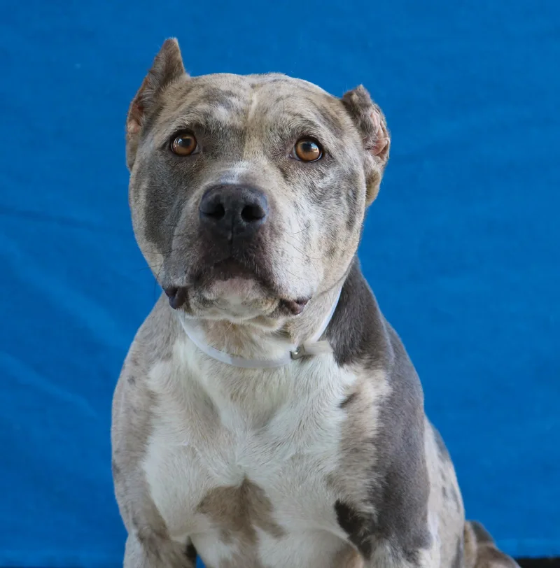 An adult large-sized female Pit Bull Terrier dog named Harley for adoption in Pasadena, CA