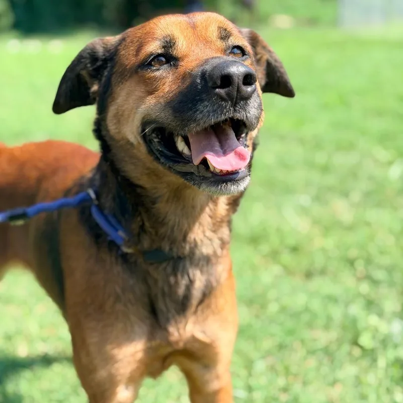 An adult medium-sized female Brown / Chocolate Mixed Breed dog named Niska for adoption in Huntington, WV