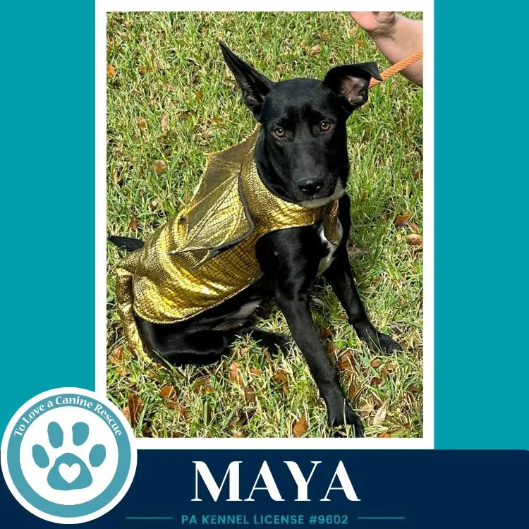 Maya