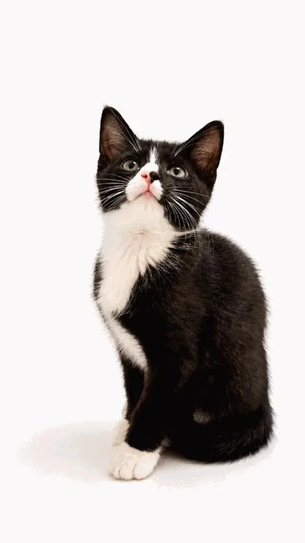 A baby medium-sized male Domestic Short Hair cat named Pogo for adoption in Cuyahoga Falls, OH