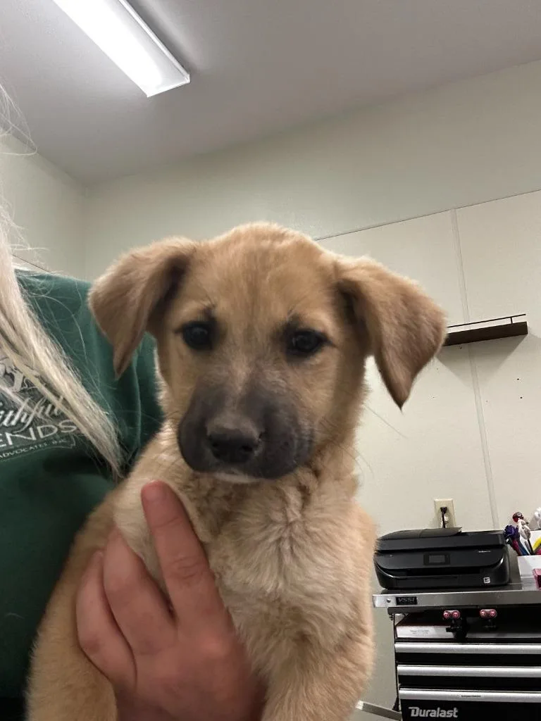 A baby large-sized female German Shepherd Dog dog named Lilo for adoption in Neosho, MO