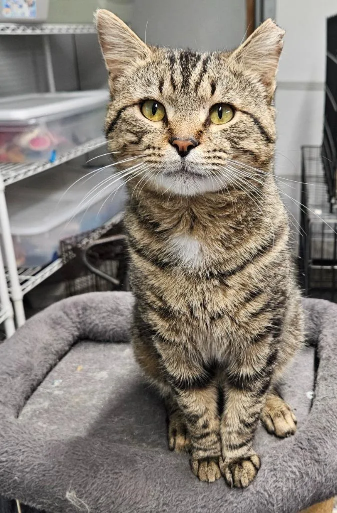 A young medium-sized male Domestic Short Hair cat named Hudson for adoption in Manchester, TN