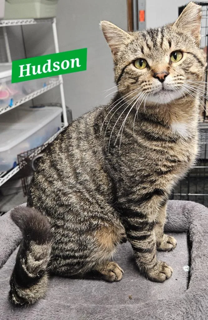 Hudson thumbnail 2