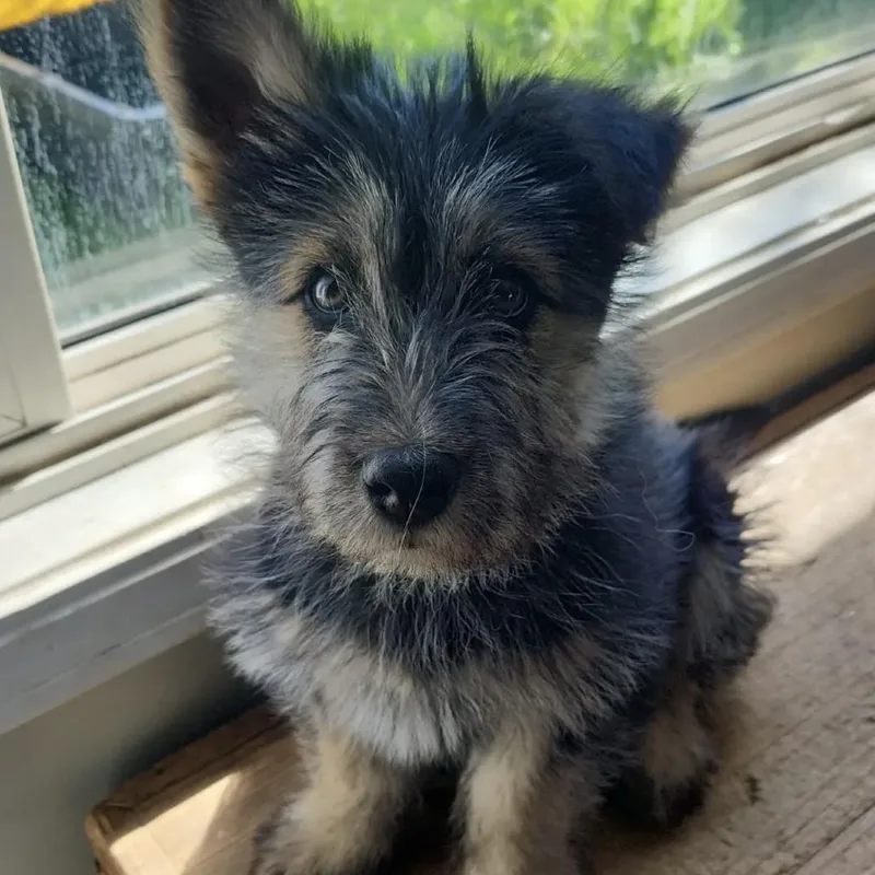 A baby small-sized male Black German Shepherd Dog dog named Chewy for adoption in Pacifica, CA