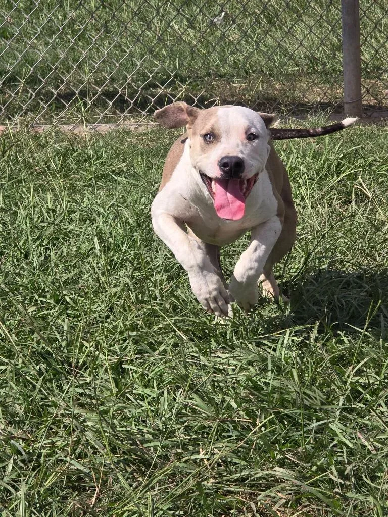A young medium-sized male Pit Bull Terrier dog named Pit Mix for adoption in Humble, TX