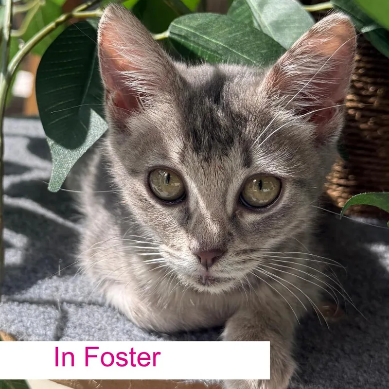 A baby small-sized female Gray / Blue / Silver Domestic Short Hair cat named Millie for adoption in Chapel Hill, NC