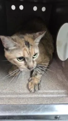 An adult small-sized female Domestic Short Hair cat named Smooches for adoption in New Orleans, LA