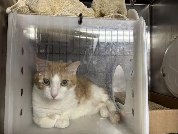 An adult large-sized male Domestic Short Hair cat named Pinky for adoption in New York, NY