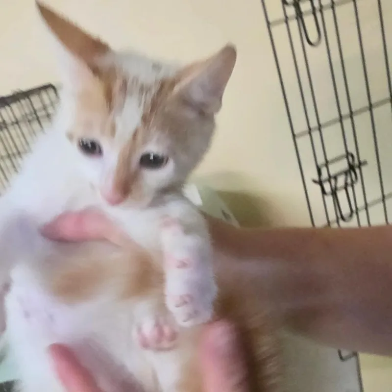 A baby small-sized male White Domestic Short Hair cat named Mini Fan for adoption in Melrose, FL