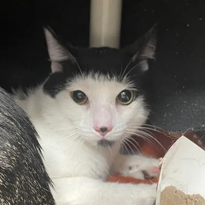 An adult small-sized male Domestic Short Hair cat named Snoopy for adoption in Wheaton, IL
